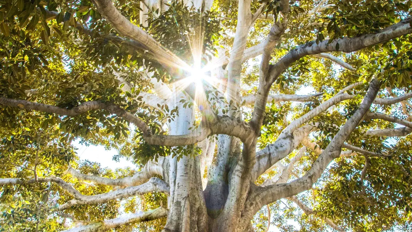 Luz cálida atravesando las ramas de un gran árbol, evocando un ambiente de calma.